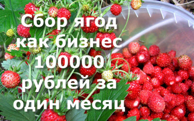 Построить бизнес на сборе ягод