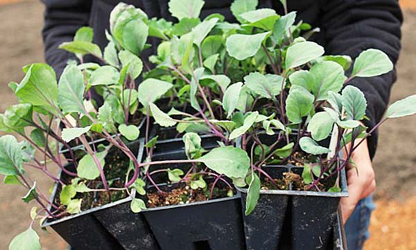 Бизнес на рассаде капусты